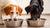 Can Dogs Get Giardia from Sharing Water Bowls? Understanding the Risks and Prevention-140790464751