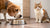 Can Dogs Get Sick Eating Cat Food? Understanding the Risks and Recommendations-140138676463
