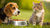 Can Dogs Get Sick from Eating Cat Food? Understanding the Risks and Solutions-140403474671