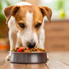Can Dogs Get Sick from Eating Human Food? Understanding the Risks and Healthy Options