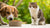 Can Dogs Get Sick If They Eat Cat Food? Understanding the Risks and Nutritional Differences