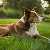 Can Dogs Get Sore from Exercise? Understanding Canine Muscle Soreness