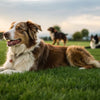 Can Dogs Get Stiff Legs After Exercise? Understanding Canine Muscle Soreness