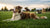 Can Dogs Get Stiff Legs After Exercise? Understanding Canine Muscle Soreness
