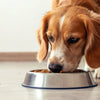 Can Dogs Get Tired of Eating the Same Food? A Comprehensive Guide to Dog Nutrition