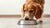 Can Dogs Get Tired of Eating the Same Food? A Comprehensive Guide to Dog Nutrition-140137758959