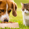 Can Dogs Get Worms From Eating Cat Food? Understanding the Risks and Implications
