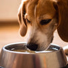 Can Dogs Get Worms From Sharing Water Bowl?