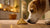 Can Dogs Have a Fortune Cookie? Understanding Pet Safety with Human Treats