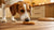 Can Dogs Have a Ginger Snap Cookie? Understanding the Risks and Safe Alternatives-140921667823