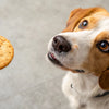 Can Dogs Have a Sugar Cookie? Understanding Treat Safety for Our Canine Friends