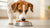 Can Dogs Have Allergies to Food? Understanding Food Allergies and Intolerances in Dogs-141098025199