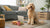 Can Dogs Have Apples? A Comprehensive Guide for Pet Owners