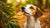 Can Dogs Have Arrowroot Cookies? A Comprehensive Guide to This Unique Treat-140923601135