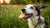 Can Dogs Have Biscuit? Understanding Safe Treats for Your Furry Friend-141104644335