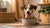 Can Dogs Have Biscuits and Gravy? Understanding the Risks and Safe Treat Alternatives