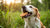 Can Dogs Have Biscuits? Exploring Safe Treat Options for Our Furry Friends-141106446575