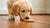 Can Dogs Have Biscuits? Understanding Treats for Our Furry Friends-141106282735