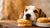 Can Dogs Have Buttermilk Biscuits? A Comprehensive Guide for Pet Owners-140921700591