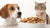 Can Dogs Have Cat Biscuits? Understanding Pet Nutrition Essentials-140922487023