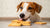 Can Dogs Have Chicken in a Biscuit Crackers? Understanding the Risks and Alternatives-140921635055