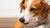 Can Dogs Have Chicken in a Biscuit? Understanding the Risks and Benefits-141105004783