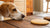 Can Dogs Have Cinnamon Cookies? Understanding the Sweetness and Safety of Cinnamon for Our Canine Friends-140925173999