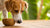 Can Dogs Have Coconut Biscuits? What Pet Parents Need to Know-140922519791