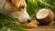 Can Dogs Have Coconut Cookies? Understanding the Risks and Benefits-140927107311