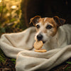 Can Dogs Have Coconut Milk? Exploring the Benefits and Risks