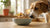 Can Dogs Have Cookie Dough? Understanding the Risks and Safe Alternatives-140926746863