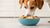 Can Dogs Have Cookie Dough Without Chocolate Chips? Exploring the Risks and Safety-140927926511