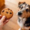 Can Dogs Have Cookies? A Comprehensive Guide to Treating Your Pup Safely