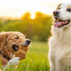 Can Dogs Have Cookies and Cream Ice Cream? Understanding Safe Treats for Our Furry Friends