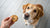 Can Dogs Have Cookies? Understanding the Risks and Treating Responsibly-140922388719