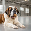 Can Dogs Have Dairy Products? Understanding the Impact of Dairy on Canine Health