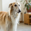 Can Dogs Have Dark Chocolate? Understanding the Risks and Dangers