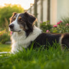 Can Dogs Have Digestive Biscuits? Everything You Need to Know