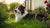 Can Dogs Have Digestive Biscuits? Everything You Need to Know-141106938095