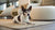 Can Dogs Have Donuts? Understanding the Risks and Alternatives