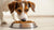 Can Dogs Have Dry Cat Food? Understanding the Risks and Guidelines