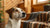 Can Dogs Have Fortune Cookies? Understanding the Risks and Alternatives-140922585327