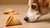 Can Dogs Have Fortune Cookies? Understanding the Safety and Risks-140928712943
