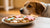 Can Dogs Have Frosted Animal Cookies? Understanding the Risks and Treat Alternatives-141108379887