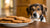 Can Dogs Have Ginger Molasses Cookies? Understanding the Risks and Alternatives-140923928815