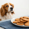Can Dogs Have Ginger Nut Biscuits? Understanding the Risks and Alternatives for Your Pup