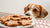Can Dogs Have Gingerbread Cookies? Understand the Risks and Safe Alternatives-140929695983