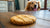 Can Dogs Have Homemade Peanut Butter Cookies? A Comprehensive Guide for Pet Owners
