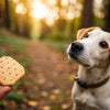 Can Dogs Have Human Biscuits? A Comprehensive Guide to Safe Treats for Your Furry Friends