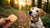 Can Dogs Have Human Biscuits? A Comprehensive Guide to Safe Treats for Your Furry Friends